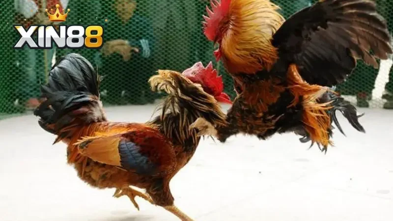 Một số loại hình đá gà phổ biến có tại Xin88